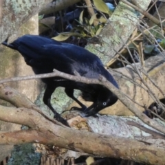 Corvus coronoides (Australian Raven) at Jervis Bay Marine Park - 15 May 2024 by Paul4K