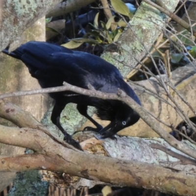 Corvus coronoides (Australian Raven) at Jervis Bay Marine Park - 14 May 2024 by Paul4K
