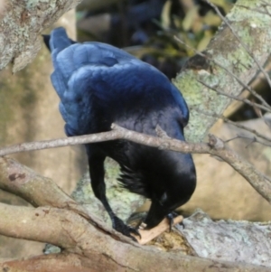 Corvus coronoides at Jervis Bay Marine Park - 15 May 2024