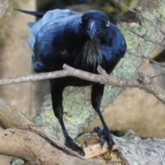 Corvus coronoides at Jervis Bay Marine Park - 15 May 2024