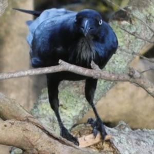 Corvus coronoides at Jervis Bay Marine Park - 15 May 2024 08:17 AM