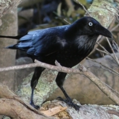 Corvus coronoides at Jervis Bay Marine Park - 15 May 2024