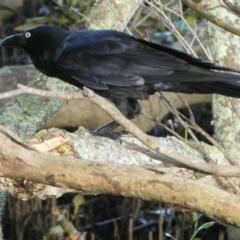 Corvus coronoides at Jervis Bay Marine Park - 15 May 2024