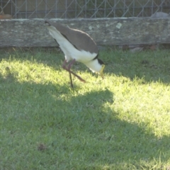 Vanellus miles (Masked Lapwing) at Currarong, NSW - 15 May 2024 by Paul4K