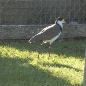 Vanellus miles at Currarong, NSW - 15 May 2024