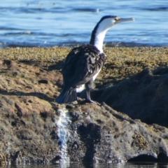 Phalacrocorax varius (Pied Cormorant) at Jervis Bay Marine Park - 14 May 2024 by Paul4K