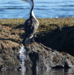 Phalacrocorax varius at Jervis Bay Marine Park - 15 May 2024