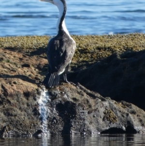 Phalacrocorax varius at Jervis Bay Marine Park - 15 May 2024 09:12 AM