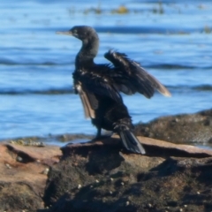 Phalacrocorax sulcirostris (Little Black Cormorant) at Jervis Bay Marine Park - 14 May 2024 by Paul4K