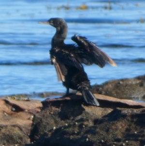 Phalacrocorax sulcirostris at Jervis Bay Marine Park - 15 May 2024 09:22 AM