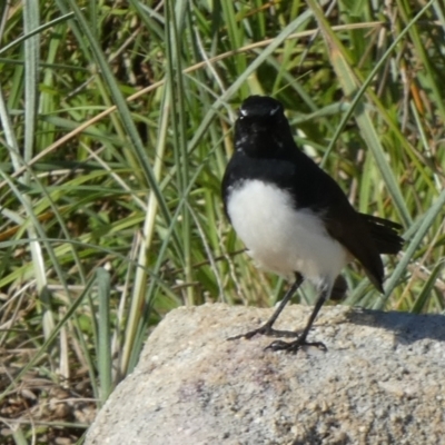 Rhipidura leucophrys (Willie Wagtail) at Abrahams Bosom Walking Track - 14 May 2024 by Paul4K