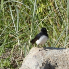 Rhipidura leucophrys at Abrahams Bosom Walking Track - 15 May 2024