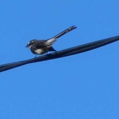 Rhipidura albiscapa (Grey Fantail) at Currarong, NSW - 15 May 2024 by Paul4K