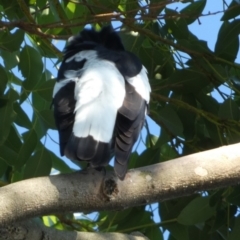 Gymnorhina tibicen (Australian Magpie) at Currarong, NSW - 15 May 2024 by Paul4K