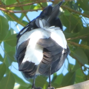 Gymnorhina tibicen at Jervis Bay Marine Park - 15 May 2024