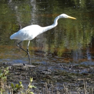 Ardea alba at Jervis Bay Marine Park - 15 May 2024 10:55 AM