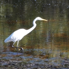 Ardea alba at Jervis Bay Marine Park - 15 May 2024 10:55 AM