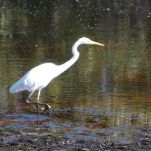 Ardea alba at Jervis Bay Marine Park - 15 May 2024