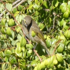 Caligavis chrysops (Yellow-faced Honeyeater) at Currarong, NSW - 15 May 2024 by Paul4K