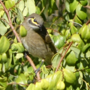 Caligavis chrysops at Jervis Bay Marine Park - 15 May 2024