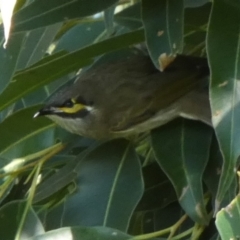 Caligavis chrysops at Jervis Bay Marine Park - 15 May 2024 12:18 PM