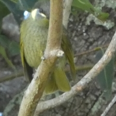 Meliphaga lewinii (Lewin's Honeyeater) at Currarong, NSW - 15 May 2024 by Paul4K