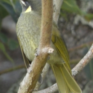 Meliphaga lewinii at Currarong, NSW - 15 May 2024 11:46 AM