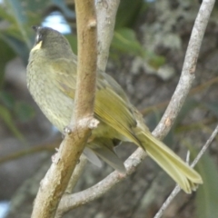 Meliphaga lewinii at Currarong, NSW - 15 May 2024 11:46 AM