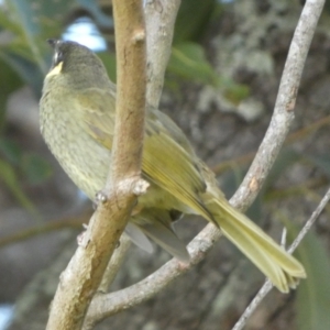 Meliphaga lewinii at Currarong, NSW - 15 May 2024 11:46 AM