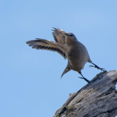 Climacteris picumnus victoriae (Brown Treecreeper) at Wee Jasper, NSW - 16 May 2024 by DPRees125