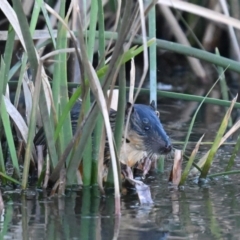 Hydromys chrysogaster at Fyshwick, ACT - 19 May 2024 by davidcunninghamwildlife