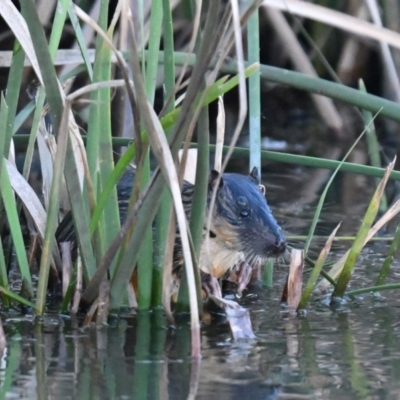 Hydromys chrysogaster at Fyshwick, ACT - 19 May 2024 by davidcunninghamwildlife