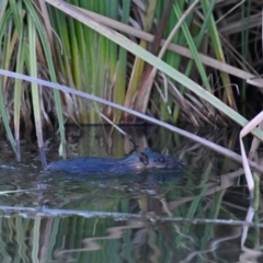 Hydromys chrysogaster at Jerrabomberra Wetlands - 19 May 2024