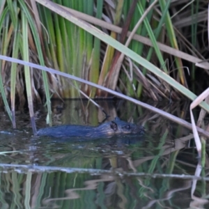 Hydromys chrysogaster at Jerrabomberra Wetlands - 19 May 2024