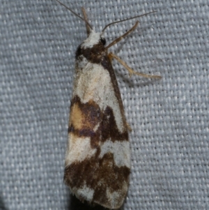 Philenora aspectalella at Ballan, VIC - 24 Mar 2017 09:37 PM