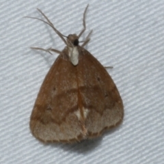 Philenora omophanes (Delicate Philenora) at Ballan, VIC - 24 Mar 2017 by WendyEM
