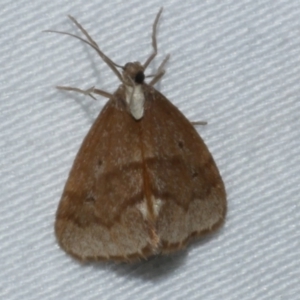 Unidentified Tiger moth (Arctiinae) at suppressed by WendyEM