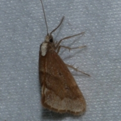 Philenora omophanes at Ballan, VIC - 24 Mar 2017 11:14 PM