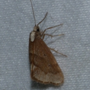Philenora omophanes at Ballan, VIC - 24 Mar 2017 11:14 PM