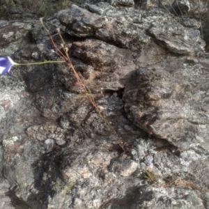 Wahlenbergia sp. at Cooma North Ridge Reserve - 19 May 2024