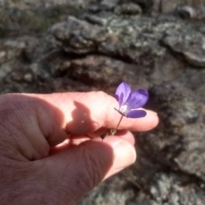 Wahlenbergia sp. at Cooma North Ridge Reserve - 19 May 2024