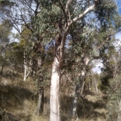 Eucalyptus rossii (Inland Scribbly Gum) at Cooma, NSW - 19 May 2024 by mahargiani