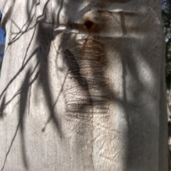 Eucalyptus rossii at Cooma North Ridge Reserve - 19 May 2024