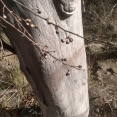 Eucalyptus rossii at Cooma North Ridge Reserve - 19 May 2024