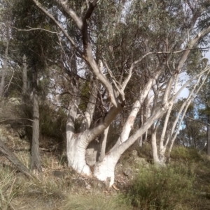 Eucalyptus rossii at Cooma North Ridge Reserve - 19 May 2024