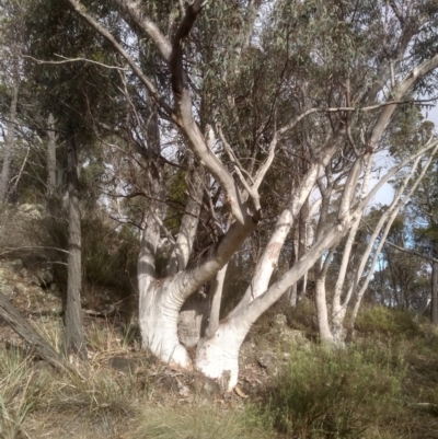 Eucalyptus rossii (Inland Scribbly Gum) at Cooma North Ridge Reserve - 19 May 2024 by mahargiani