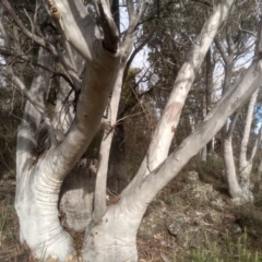 Eucalyptus rossii at Cooma North Ridge Reserve - 19 May 2024