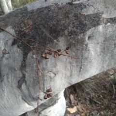 Eucalyptus rossii at Cooma North Ridge Reserve - 19 May 2024