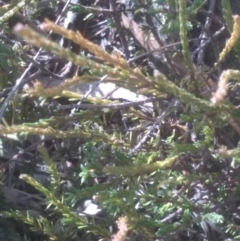 Dillwynia sericea (Egg And Bacon Peas) at Cooma, NSW - 19 May 2024 by mahargiani