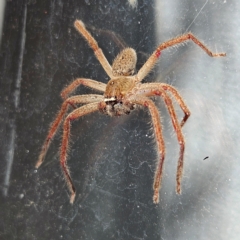 Neosparassus sp. (genus) (Unidentified Badge huntsman) at QPRC LGA - 19 May 2024 by MatthewFrawley